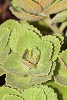 Scaredy cat plant -Coleus canina Hybr.-, drives away cats and dogs Scaredy cat plant -Coleus canina Hybr.-, drives away cats and dogs