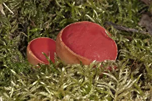 Scarlet Elf Cup -Sarcoscypha coccinea-, fruit bodies amidst moss, Lauterach, Wolfstal, Schwabische Alb Scarlet Elf Cup -Sarcoscypha coccinea-, fruit bodies amidst moss, Lauterach, Wolfstal, Schwabische Alb
