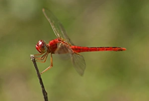 Scarlet skimmer, crimson darter -Crocothemis servilia-, male, Battambang, Cambodia Scarlet skimmer, crimson darter -Crocothemis servilia-, male, Battambang, Cambodia