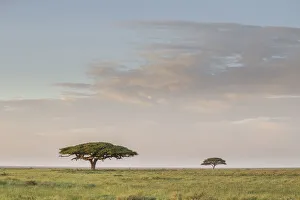 Scenic umbrella trees on the Serengeti Plains with great migration in the background Scenic umbrella trees on the Serengeti Plains with great migration in the background