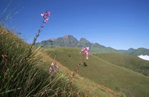 Scenic View of Wild Flowers and a Mountain Scenic View of Wild Flowers and a Mountain