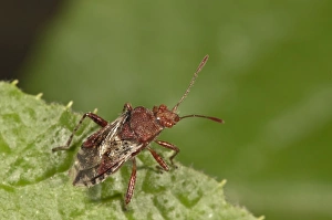 Scentless Plant Bug -Rhopalus subrufus-, Untergroningen, Abtsgmuend, Baden-Wurttemberg Scentless Plant Bug -Rhopalus subrufus-, Untergroningen, Abtsgmuend, Baden-Wurttemberg