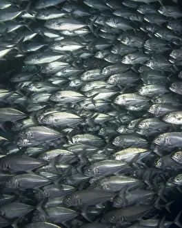 School of Fish Print on the Great Barrier Reef