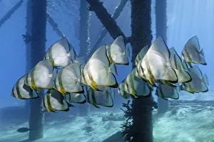School of Teira Batfish -Platax teira- under jetty, Makadi Bay, Red Sea, Hurghada, Egypt School of Teira Batfish -Platax teira- under jetty, Makadi Bay, Red Sea, Hurghada, Egypt