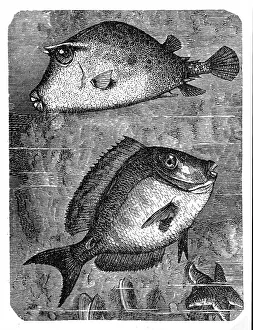 The scrawled cowfish (ostracion quadricornis) and Doctorfish (Acanthurus chirurgus) The scrawled cowfish (ostracion quadricornis) and Doctorfish (Acanthurus chirurgus)