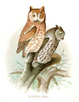 <b class=qtipBold><figcaption>Screech owl lithograph 1897</figcaption></b><br>Diseases of Poultry by Leonard Pearson - Clarence M. Busch, State Printer of Pennsylvania 1897<br><em>© This content is subject to copyright.</em> Screech owl lithograph 1897