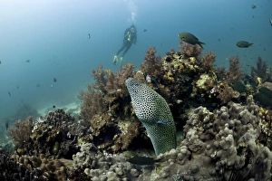 Scuba diver with a Laced Moray -Gymnothorax favagineus-, Gulf of Oman, Oman Scuba diver with a Laced Moray -Gymnothorax favagineus-, Gulf of Oman, Oman