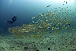 Scuba diver with a school of Yellowtail Snapper -Ocyurus chrysurus-, Gulf of Oman, Oman Scuba diver with a school of Yellowtail Snapper -Ocyurus chrysurus-, Gulf of Oman, Oman