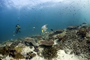 Scuba diver swimming over a reef, Gulf of Oman, Oman Scuba diver swimming over a reef, Gulf of Oman, Oman