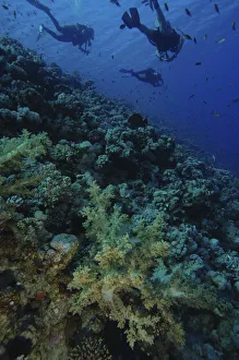 Three scuba divers swimming away form coral reef Three scuba divers swimming away form coral reef