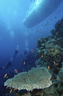 Four scuba divers swimming near coral reef, boat visible above waters surface Four scuba divers swimming near coral reef, boat visible above waters surface