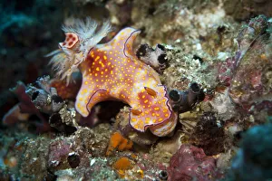 Sea Slug -Ceratosoma trilobatum-, Gulf of Oman, Oman Sea Slug -Ceratosoma trilobatum-, Gulf of Oman, Oman