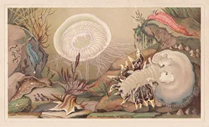 Sea snails, lithograph, published in 1868 Sea snails, lithograph, published in 1868