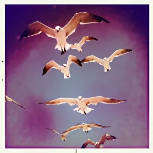 Seagulls in Flight Seagulls in Flight