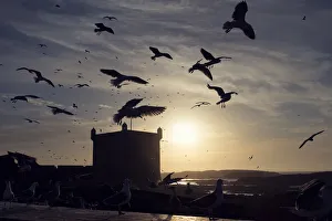 Seagulls flying around old portuguese fortress, Skala Du Port, Essaouira, Morocco Seagulls flying around old portuguese fortress, Skala Du Port, Essaouira, Morocco