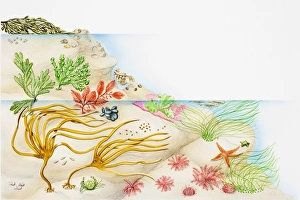 Seaweed, selection of marine benthic algae Seaweed, selection of marine benthic algae