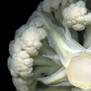 The Secret World of the Cauliflower! Still for Oct The Secret World of the Cauliflower! Still for Oct