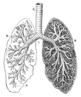 Section of the Lungs Anatomy Drawings 1888 Section of the Lungs Anatomy Drawings 1888