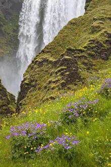 Seljalandsfoss Waterfall and Wildflowers, Iceland Seljalandsfoss Waterfall and Wildflowers, Iceland