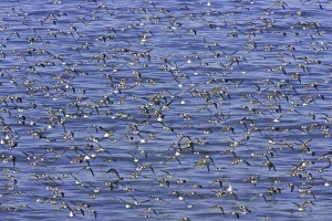 Semipalmated sandpipers (Calidris pusilla) during autumn migration Semipalmated sandpipers (Calidris pusilla) during autumn migration