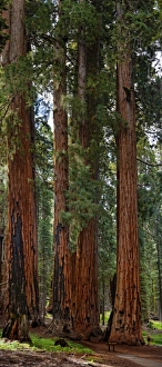 The Senate, a group of gigantic giant sequoia trees -Sequoiadendron giganteum-, with astonished visitor The Senate, a group of gigantic giant sequoia trees -Sequoiadendron giganteum-, with astonished visitor