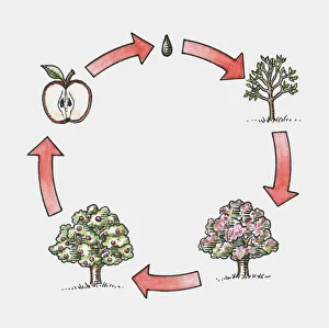 Sequence of illustration showing life cycle of apple tree Sequence of illustration showing life cycle of apple tree