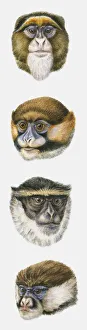 Sequence of illustrations of De Brazzas Monkey, Moustached Monkey, Diana Monkey, and White-nosed Monkey heads Sequence of illustrations of De Brazzas Monkey, Moustached Monkey, Diana Monkey, and White-nosed Monkey heads