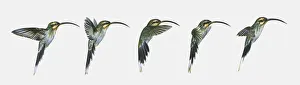 Sequence of illustrations of hovering Long-billed Hermit (Phaethornis longirostris) hummingbird Sequence of illustrations of hovering Long-billed Hermit (Phaethornis longirostris) hummingbird