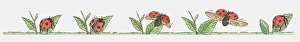 Sequence of illustrations of Ladybird on leaf Sequence of illustrations of Ladybird on leaf