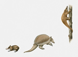 Sequence of illustrations of Lowland Streaked Tenrec (Hemicentetes semispinosus), Giant Armadillo (Priodontes maximus), and Tree Pangolin (Manis tricuspis) Sequence of illustrations of Lowland Streaked Tenrec (Hemicentetes semispinosus), Giant Armadillo (Priodontes maximus), and Tree Pangolin (Manis tricuspis)