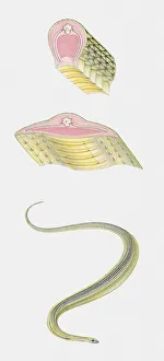 Sequence of illustrations showing Paradise Tree Snake (Chrysopelea paradisi) and anatomy cross sections Sequence of illustrations showing Paradise Tree Snake (Chrysopelea paradisi) and anatomy cross sections