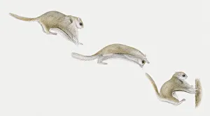 Sequence of illustrations of Sugar Glider (Petaurus breviceps) gliding through air and landing on tree trunk Sequence of illustrations of Sugar Glider (Petaurus breviceps) gliding through air and landing on tree trunk