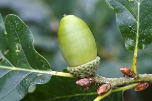 Sessile or Durmast Oak -Quercus petraea, Quercus sessilis-, unripe acorn on tree, Neunkirchen, Siegerland Sessile or Durmast Oak -Quercus petraea, Quercus sessilis-, unripe acorn on tree, Neunkirchen, Siegerland