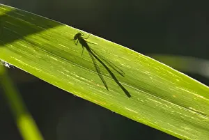 Daytime Exterior Shots Prints: Shadow of a dragonfly