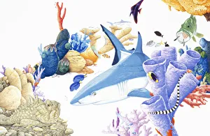 Shark on ocean bed, surrounded by marine life Shark on ocean bed, surrounded by marine life