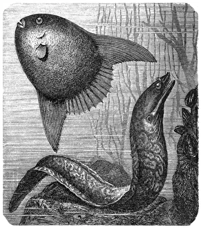 Sharptail mola (orthagoriscus mola) and Muraena helena Sharptail mola (orthagoriscus mola) and Muraena helena