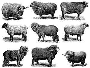 Sheep Breeds Sheep Breeds