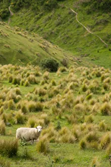 Travel imagery/travel photographer collections tonnaja travel photography/sheep green meadow Travel imagery/travel photographer collections tonnaja travel photography/sheep green meadow