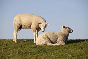 Sheep on the Nordstrand dyke of Husum, North Friesland, Schleswig-Holstein, Germany Sheep on the Nordstrand dyke of Husum, North Friesland, Schleswig-Holstein, Germany