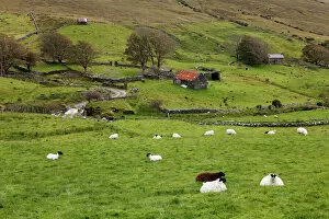 Images Dated 6th June 2011: Sheep pasture, Glencolumbcille, or Glencolumbkille, County Donegal, Ireland, Europe