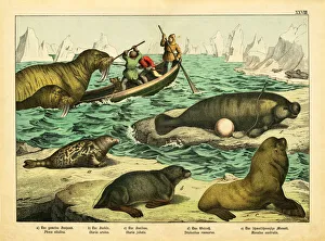 A sheet of antique chromo-lithograph with with walruses, seals and sea lions A sheet of antique chromo-lithograph with with walruses, seals and sea lions