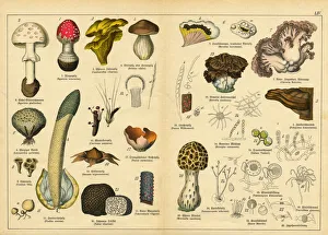 A sheet of very rare watercolor lithography of the early 20th century depicting mushrooms A sheet of very rare watercolor lithography of the early 20th century depicting mushrooms