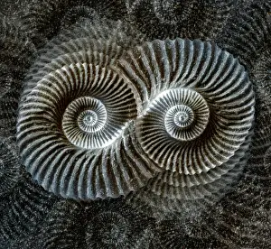 Prints of Digital illustration featuring a plaster cast of a shell fossil and sand texture Related Prints: Shell Fossil Print with Sand Texture