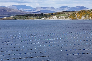 Shellfish farming in Kilmakilloge Harbour, Beara Peninsula, County Kerry, Ireland, British Isles, Europe Shellfish farming in Kilmakilloge Harbour, Beara Peninsula, County Kerry, Ireland, British Isles, Europe