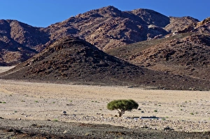 Shepherds tree -Boscia albitrunca- in a dry valley, Richtersveld Cultural Shepherds tree -Boscia albitrunca- in a dry valley, Richtersveld Cultural