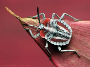 Shield bug nymph Shield bug nymph