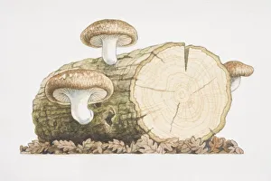 Three Shiitake Mushrooms growing from log Three Shiitake Mushrooms growing from log