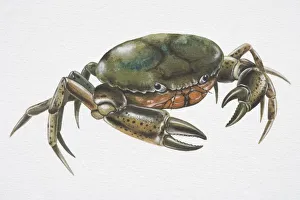 Shore Crab (Carcinus maenas) with deep green carapace Shore Crab (Carcinus maenas) with deep green carapace