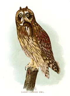 <b class=qtipBold><figcaption>Short eared owl lithograph 1897</figcaption></b><br>Diseases of Poultry by Leonard Pearson - Clarence M. Busch, State Printer of Pennsylvania 1897<br><em>© This content is subject to copyright.</em> Short eared owl lithograph 1897
