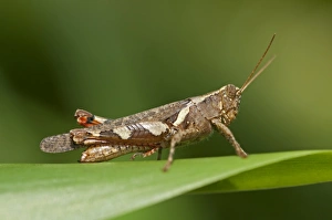 Short-horned Grasshopper -Xenocatantops humilis-, Thailand, Asia Short-horned Grasshopper -Xenocatantops humilis-, Thailand, Asia